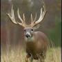 Robert Franks Photo 40