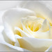 Rosa Baez Photo 31