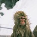 Robert Koens Photo 10