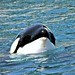 Dawn Forman Photo 30