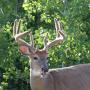 Crystal Bourque Photo 23