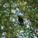 Carolyn Crow Photo 33