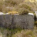 Heather Stone Photo 37