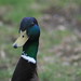 Donald Fowls Photo 9