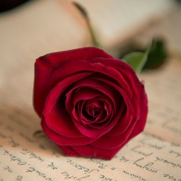 Rosa Green Photo 30