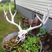 Laurie Plante Photo 20