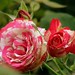 Rose Vargas Photo 29