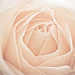 Katharine Rose Photo 6