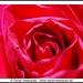 Rosa Velazquez Photo 38