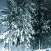 Eric Wild Photo 12