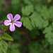 Robert Plante Photo 43