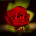 Rose Fernandez Photo 5