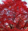 Chen Sandy Photo 26