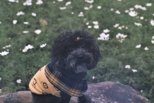 Annie Tseng Photo 12