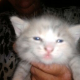 Kenneth Parish Photo 17