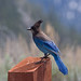 Bird Jay Photo 4