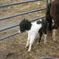 Mary Rauch Photo 17