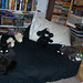 Robin Burroughs Photo 7
