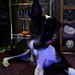 Jack Depalma Photo 11
