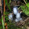 Nancy Merrill Photo 39