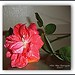 Rosa Velez Photo 10