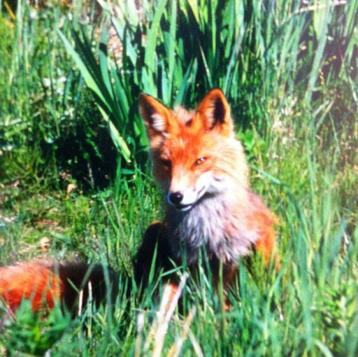 Chad Fox Photo 17