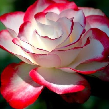 Rosa Nieves Photo 28