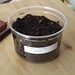 Rosemary Plant Photo 14