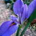 Lily Beard Photo 11