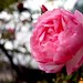 Rosa Mendez Photo 32