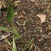 Susan Plant Photo 8